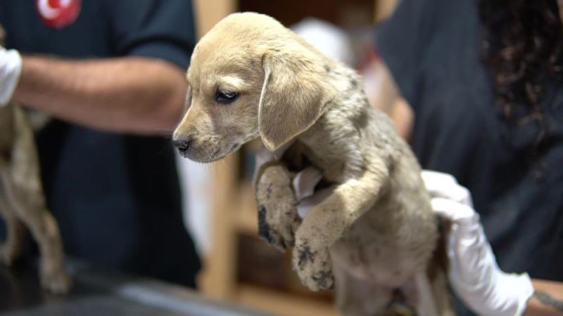 Terk edilen köpek yavruları kurtarıldı