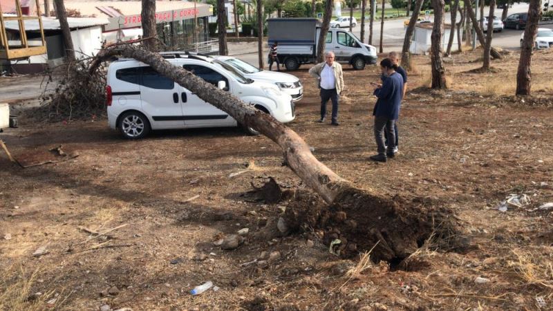 Park halindeki iki aracın üzerine ağaç devrildi