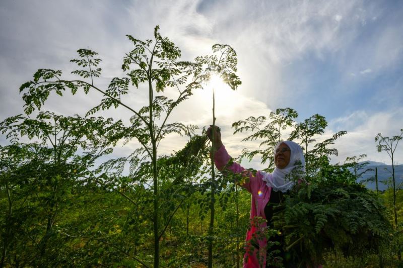 Gaziantepli kadınlar moringa hasadına başladı