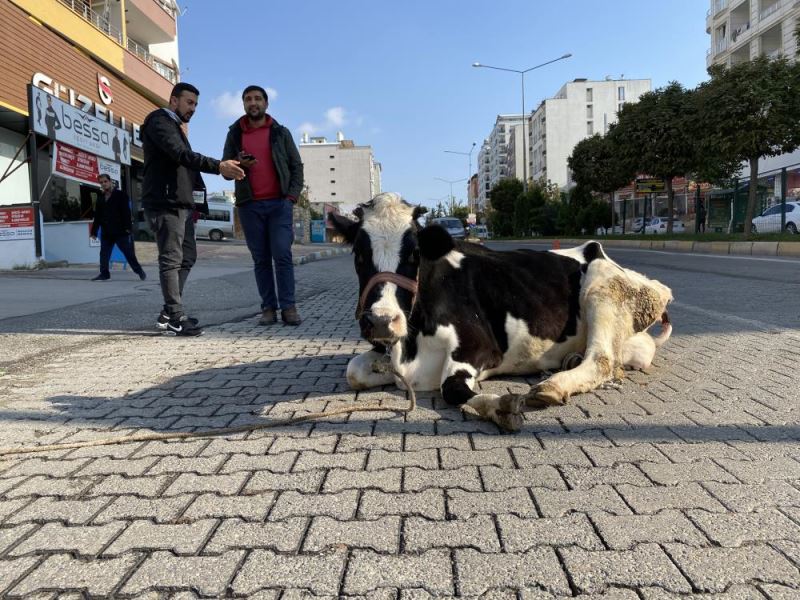 Tek geçim kaynakları olan ineği kazada kaybeden aile yardım bekliyor