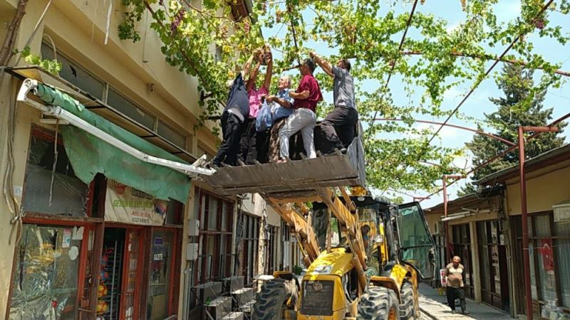 Kozan Belediye Başkanı Özgan, tarihi çarşının çatısını saran asmadan üzüm topladı