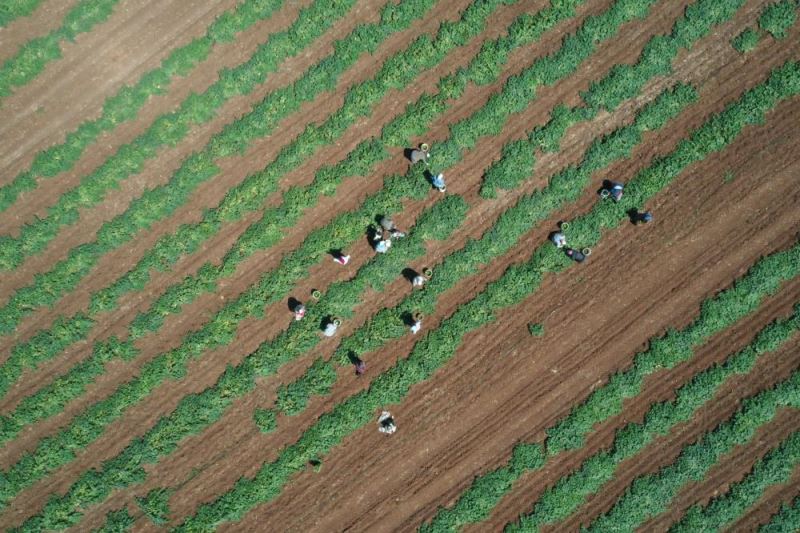 GRAFİKLİ - Mevsimlik tarım işçileri 