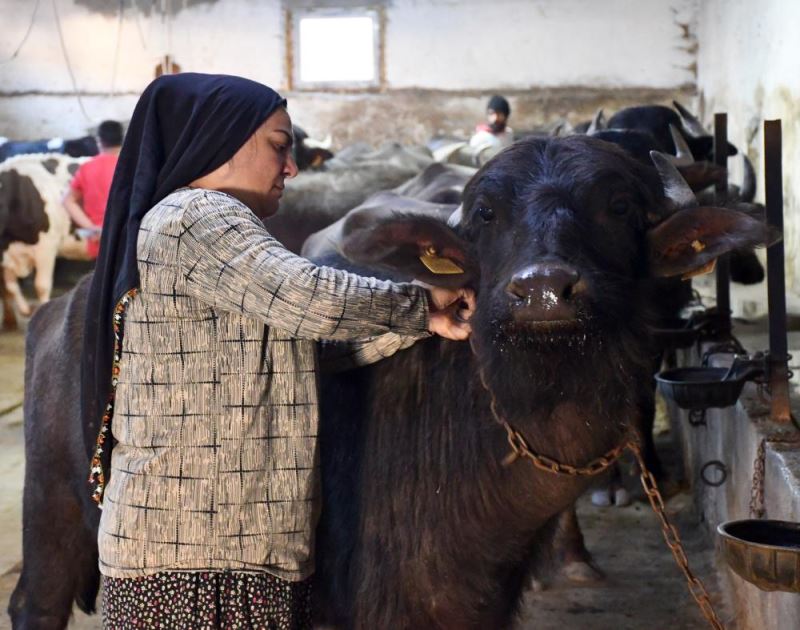 Sivaslı besici kadın devlet desteğiyle manda sayısını 50