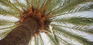Bir kişi budamak için çıktığı palmiyede öldü