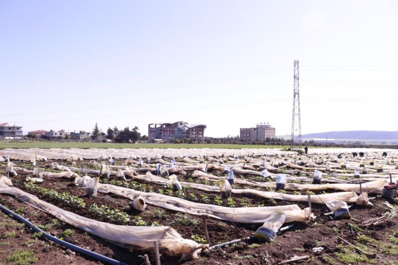 Hataylı çiftçi yevmiyeci bulamadığı için 30 dönümlük tarlasını ailesiyle çapalıyor 