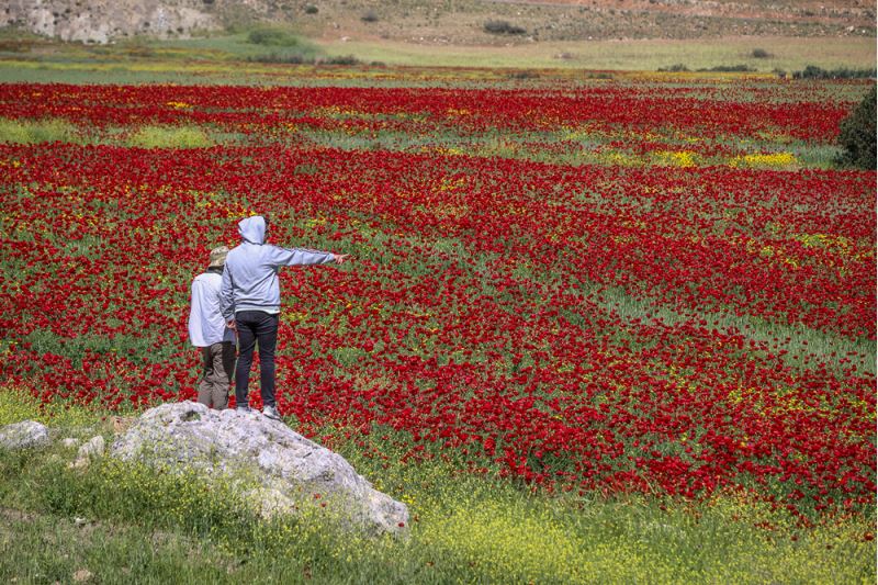 Hatay