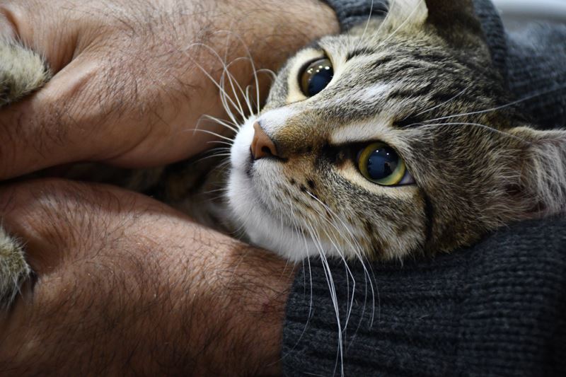 Felçli kedi yavrusu elektrik akımlı fizik tedaviyle yeniden yürümeye başladı