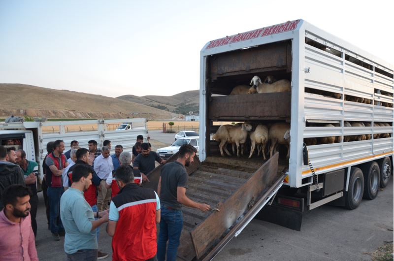 Depremzede besicilere 152 Akkaraman koyunu dağıtıldı 