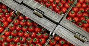 Yılın ilk yarısında 326 milyon 99 bin dolarlık domates ihracatı