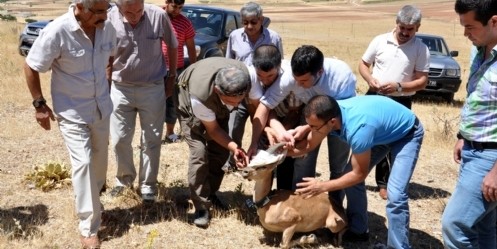 Doğaya bırakılan yaban keçisi uyduyla izlenecek