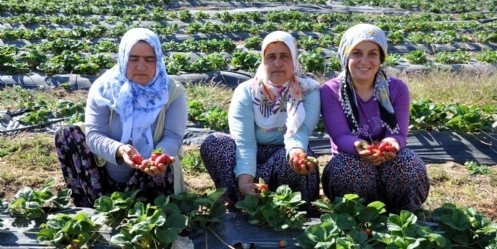 Deneme amaçlı ekilen çilek tanıtıldı