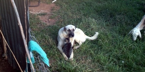 Kangal Köpeğinin Kediyle Dostluğu