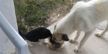 Çoban köpeğinin kediyle dostluğu