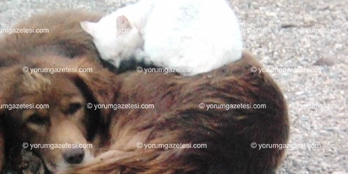 Kedi-Köpek dostluğunun en güzel fotoğrafı