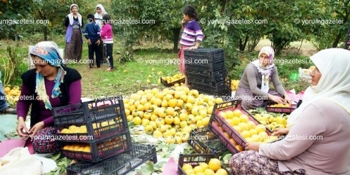 Türkoğlu`nda Trabzon Hurması hasadı başladı