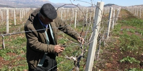 Pazarcık`ta çiftçilere budama eğitimi 