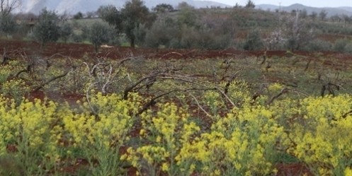 Toprak Yeşile Büründü