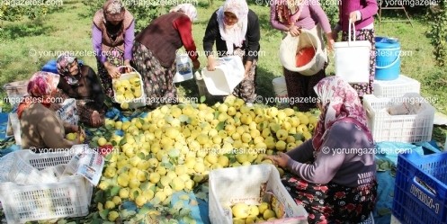 Kahramanmaraş`tan Ayva İhracatı 
