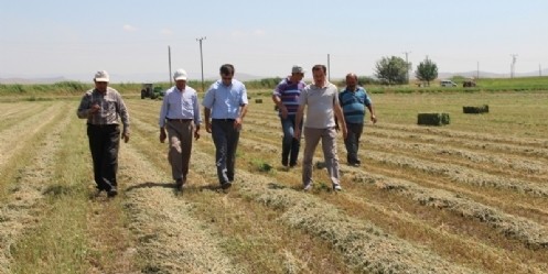 Türkoğlu İlçesinde Yonca Tarımı Gelişiyor