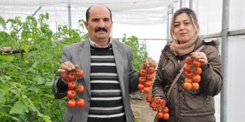 Kahramanmaraş da seracılık yaygınlaşıyor