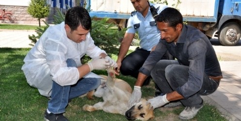 Yaralı köpeğe, polisler sahip çıktı