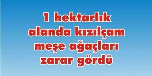 1 hektarlık alanda kızılçam ve meşe ağaçları zarar gördü