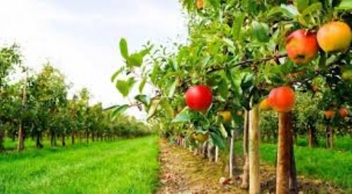 Dumlupınar, Sebze ve Meyvelerde Tarımsal İlaç Kalıntıları Tarla ve Bahçelerde Denetlensin