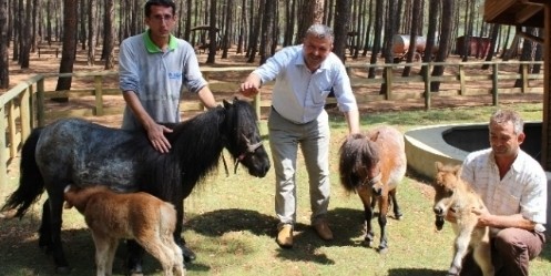 Yeni Doğan Midilliler Maskot Oldu