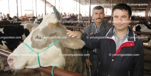 Hayvan Borsası şap hastalığı nedeniyle kapatıldı