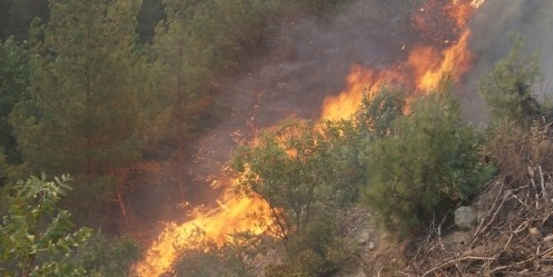 Ormanlık Alanda Çıkan Yangın Kısmen Kontrol Altına Alındı