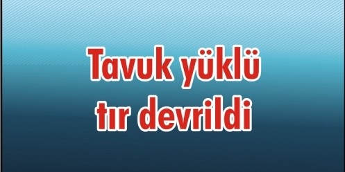 Tavuk yüklü tır devrildi