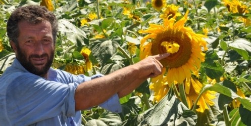 Çift başlı ayçiçeği hayrete düşürdü
