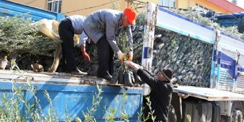 Zeytin Üretiminde Büyük Hamle