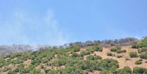 Türkoğlu ilçesinde çıkan orman yangını söndürüldü 