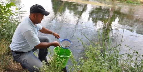 Ceyhan Nehri`ne 10 Bin Balık Bırakıldı
