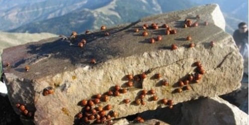 Uludaz Uğur Böcekleri Festivalinin 6. Düzenlenecek