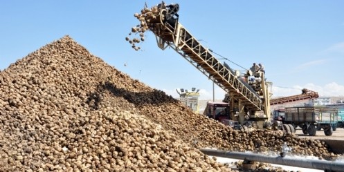 Şekerin, tarladan sofraya zahmetli yolculuğu
