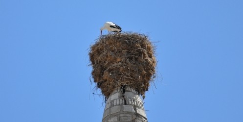 Leylekler Yuvalarına Erken Döndü 