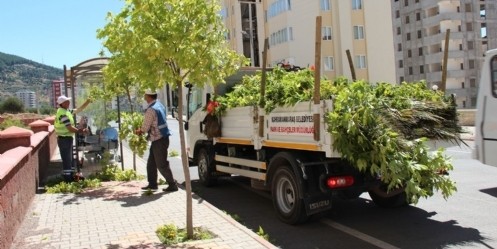 Ağaçlara Bakım Çalışması Yapıldı