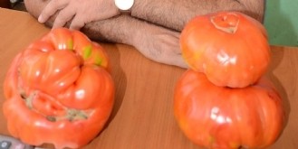 1,5 kiloluk domates şaşırttı