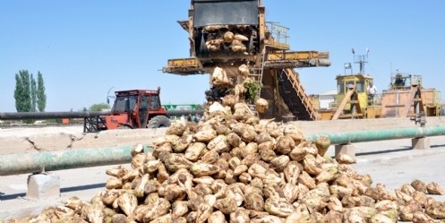 Elbistan Şeker Fabrikası bir ayda 171 bin 711 ton pancar aldı