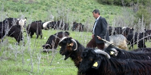 Çobanlar için ``Sosyal Güvence`` Çalışmaları 