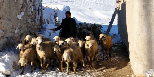 Yaylada mahsur kalan 2 çoban kurtarıldı
