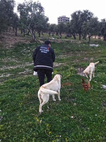 Sokaktaki Canlar Unutulmadı