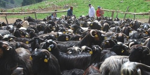 Anaç Keçiler, Halk Eliyle Belirleniyor