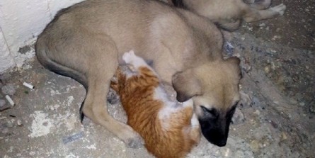 Yavru kedi ile köpeğin dostluğu
