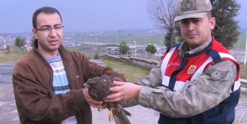 Yaralı Şahin Tedaviye Alındı 