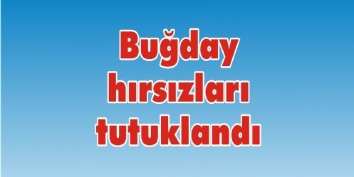 Buğday hırsızları tutuklandı