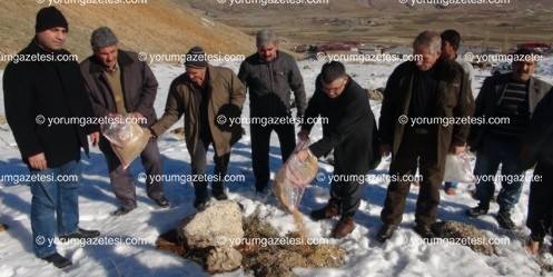 Yabani hayvanlar için doğaya yem bıraktılar