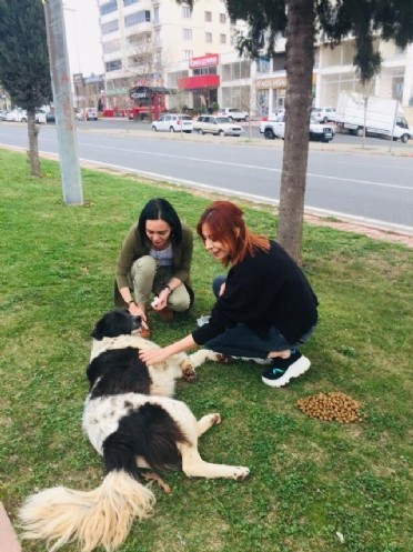 Hayvanların Sesi Derneği Kuruldu!